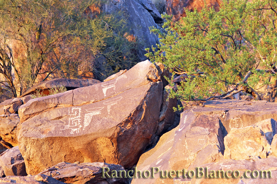 The petroglyphs of La Proveedora - Caborca, Sonora, Mexico